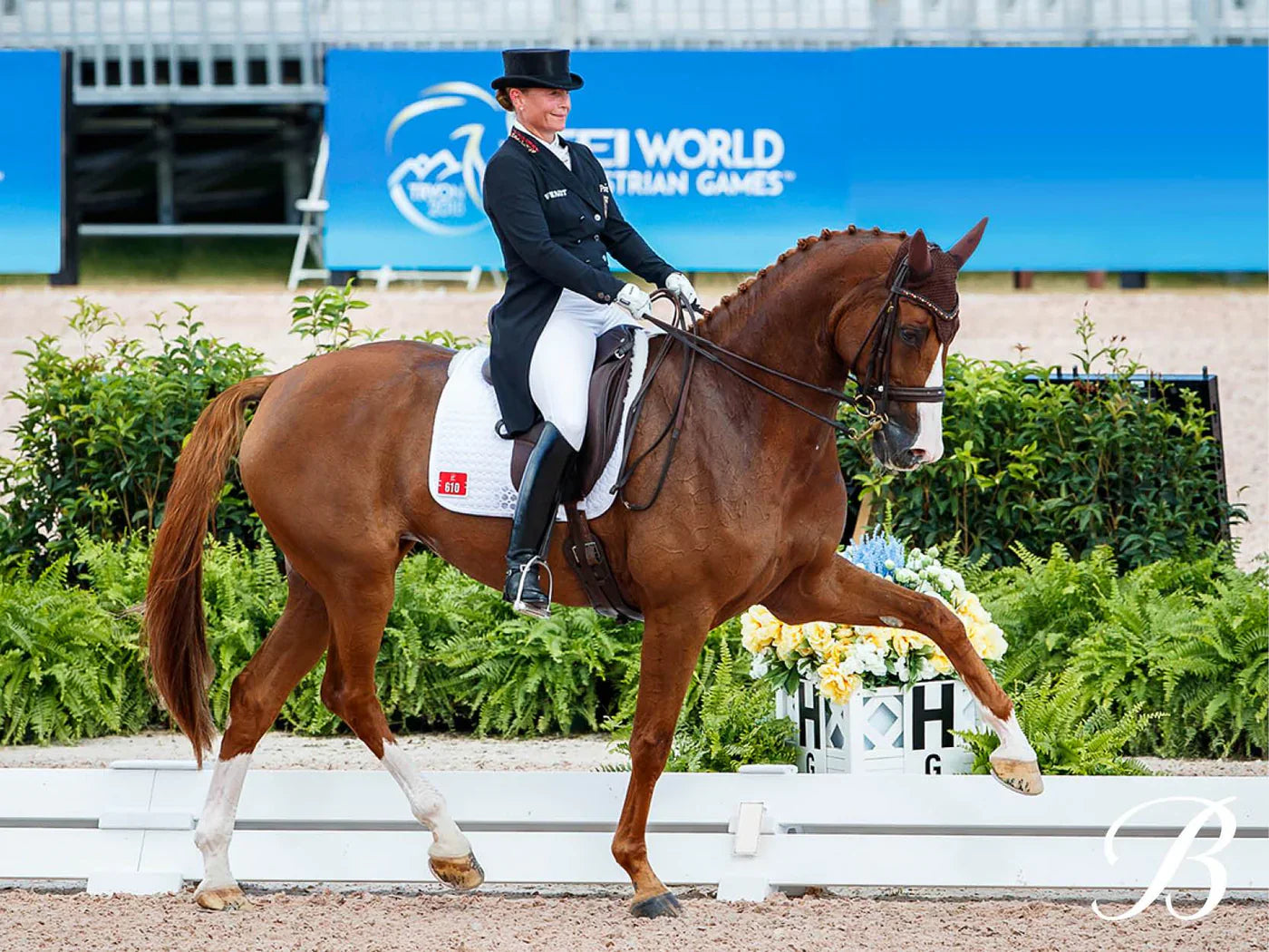Dressage Saddles